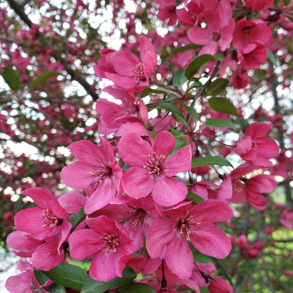 Meet your Posher, Tricia